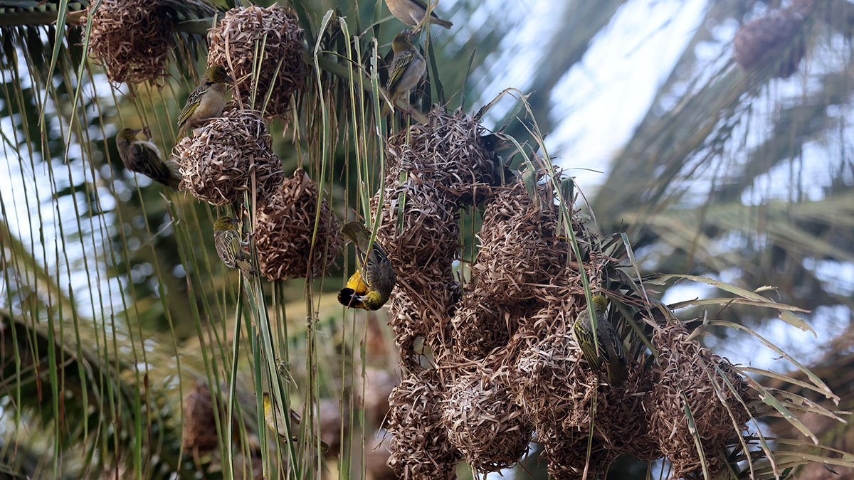 Village Weaver